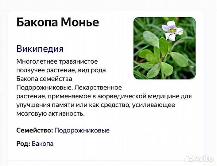 Бакопа Монье-растение для улучшения памяти