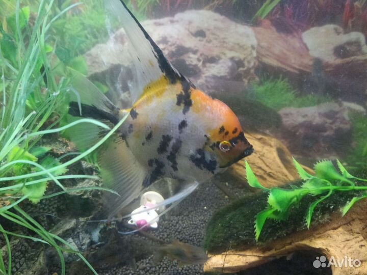 Живая рыба