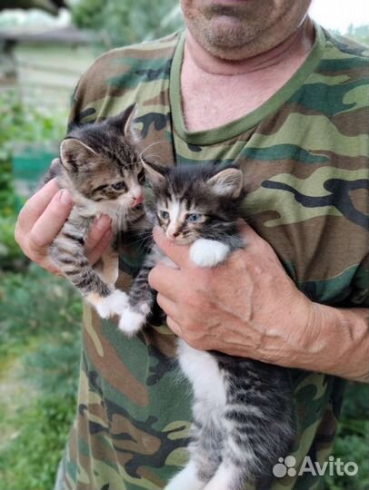Котята отдам бесплатно