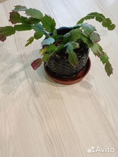 Декабрист шлюмбергера сортовые