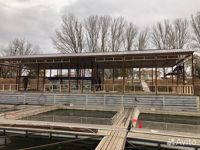 Царская рыба свежая