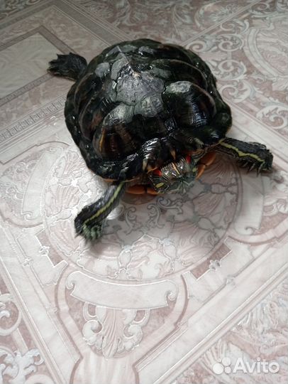 Черепаха водная