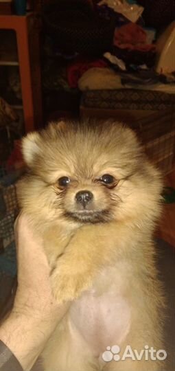 Щенки померанского шпица медвежьего типа