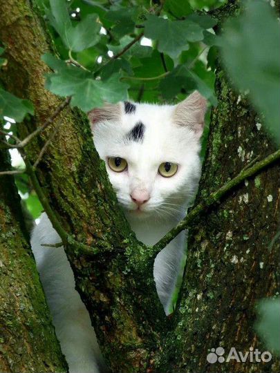 Молодой котик 5 мес