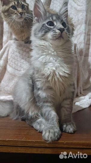 Котята мейн-кун с документами