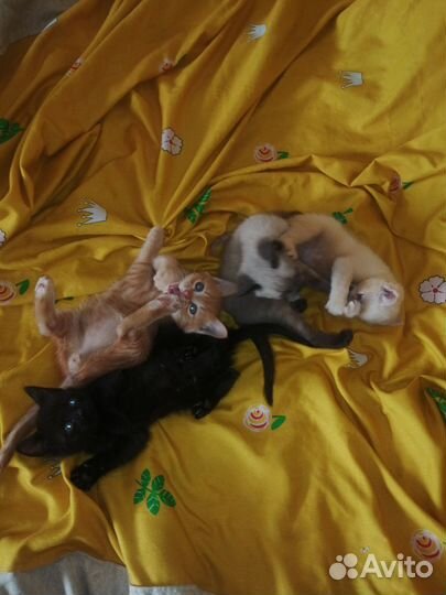 Очаровательные котята в самые добрые руки