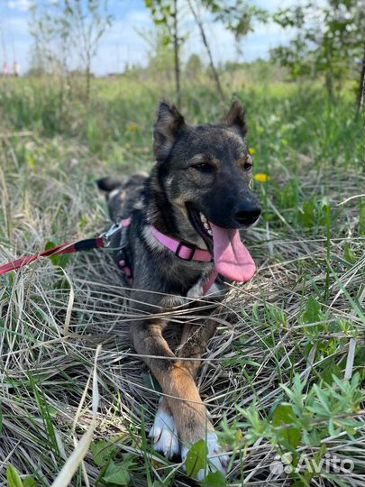 Овчарка мини Небольшая девочка в дар