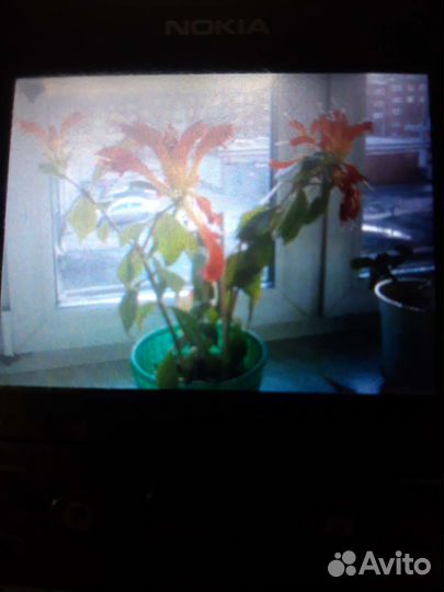 Комнатные цветы