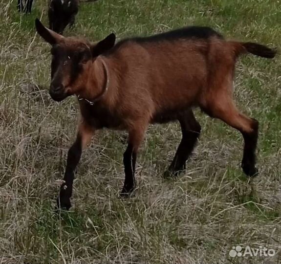 Чешские козы