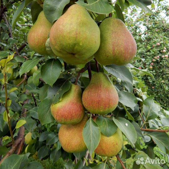 Саженцы груши опт и розница