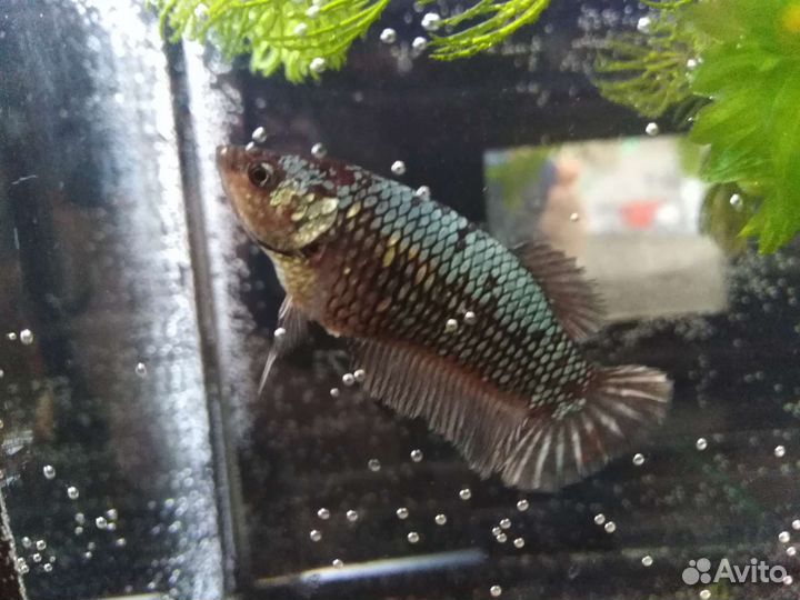 Рыбка петушок, растение в аквариум валиснерия