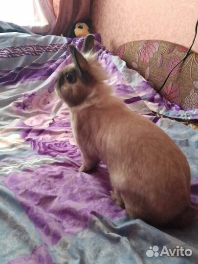 Декоративные кролики