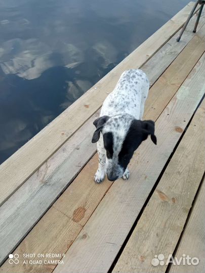 Щенки в добрые руки, 3 товарища