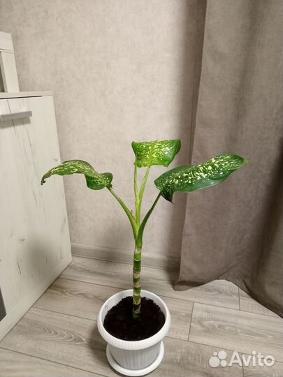 Диффенбахия