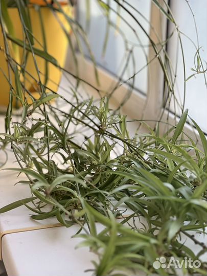 Комнатные цветы