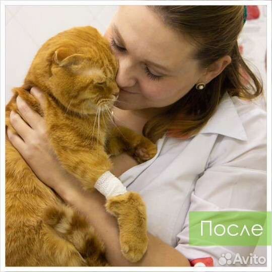 Стрижка кошек на дому. Вет консультация. Обучение