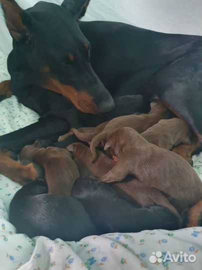 Щенок добермана