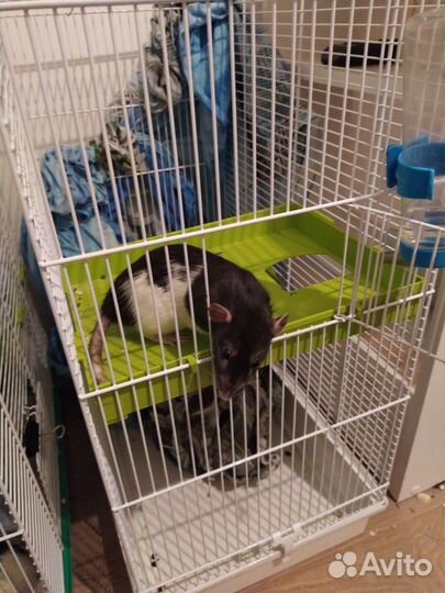 Крысы мальчики 4 мес