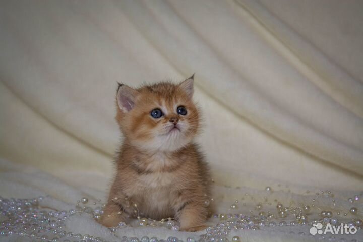 Шотландские котята золотая шиншилла