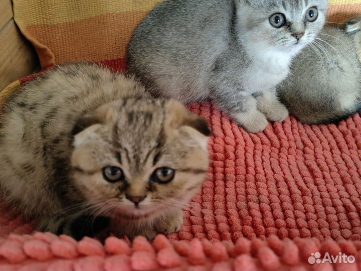 Шотландские вислоухие котята