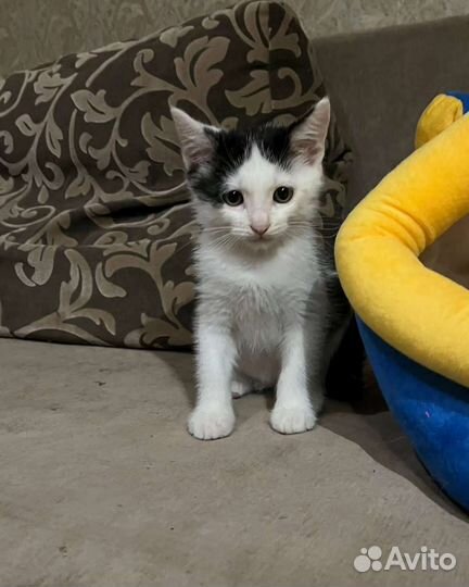 Кошка в дар