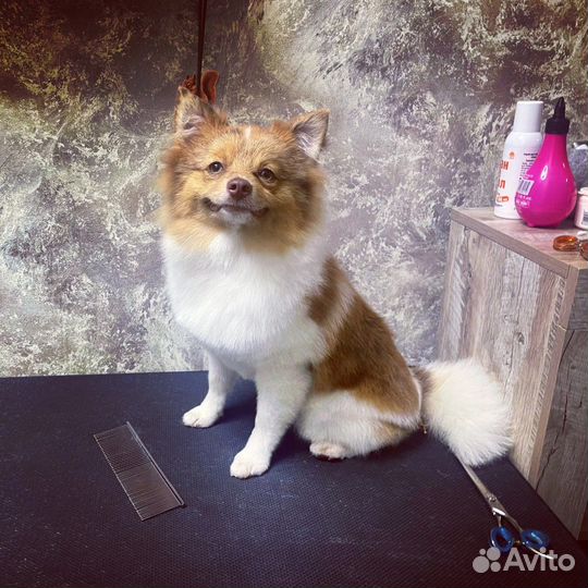 Груминг Стрижка собак