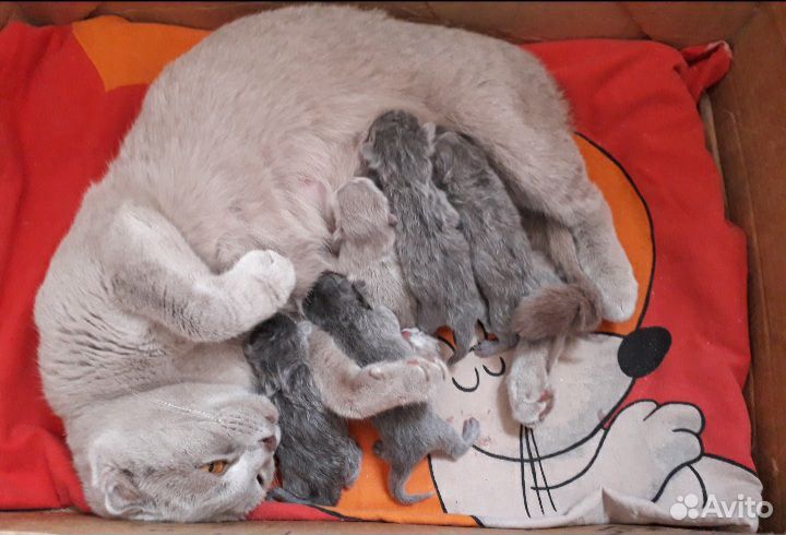 Шотландские котята