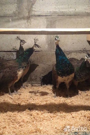 Павлины продажа