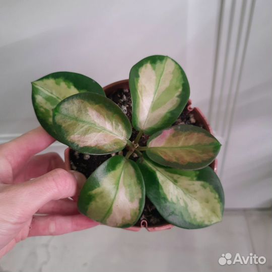 Хойя Аустралис Лиза