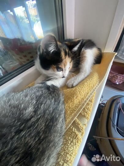 Кошка в дар