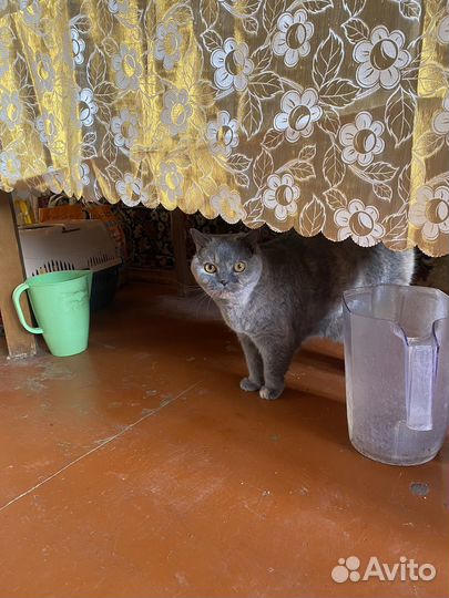 Кошка в самые добрые руки