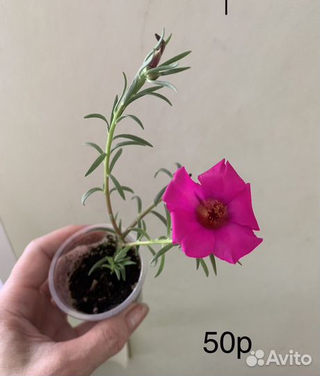 Фикус,клеродендрум, Портулак