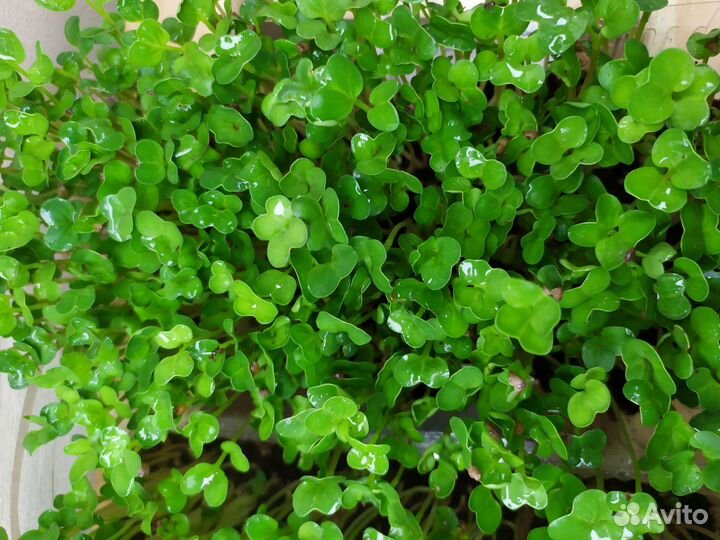 Микрозелень