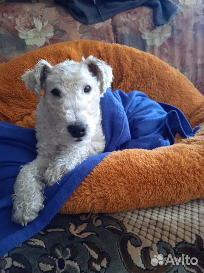 Гостиница для собак / передержка собак