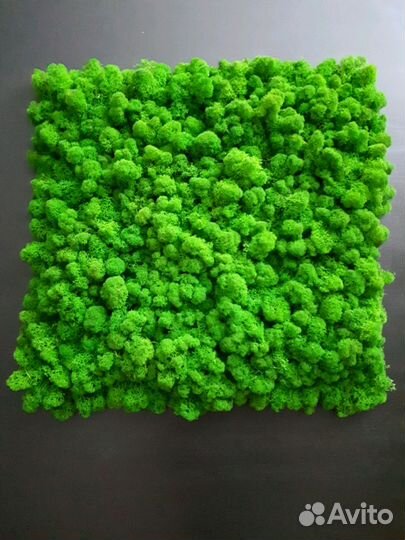 Озеленение интерьеров. Фитокартины