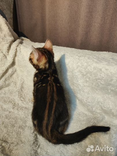 Бенгальские котята