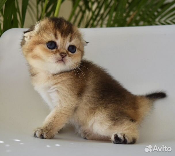 Шотландская