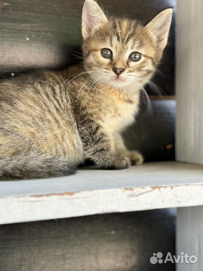 Котенок в хорошую семью с доставкой