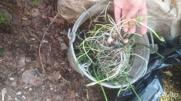 Почвопокровные рассада луковичных цветов