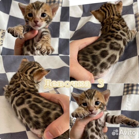 Бенгальские клубные котята с документами