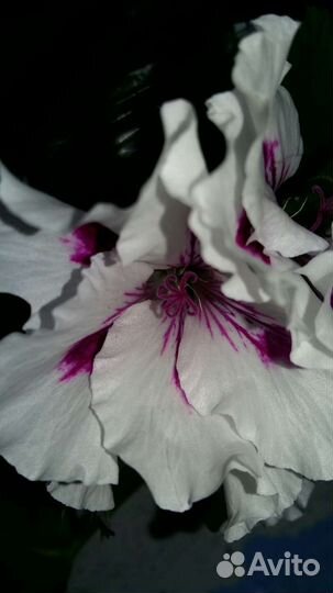 Королевская пеларгония