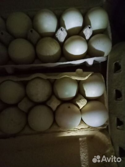 Инкубационное яйцо мускусной утки