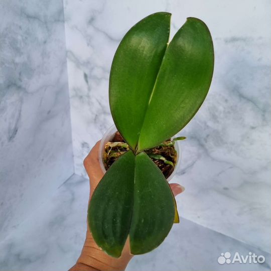Фаоенопсис Phal. Miki Meteor '121'