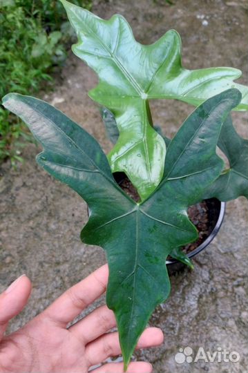 Алоказия Летучая Мышь Nycteris batwing