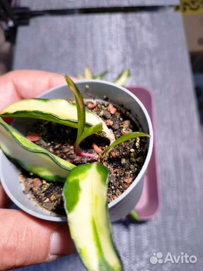 Хойя Кентиана вариегатная