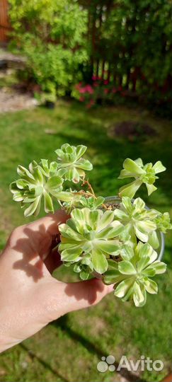 Aeonium