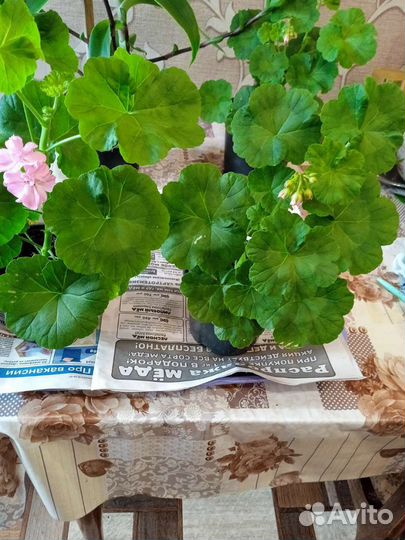 Пеларгония герань