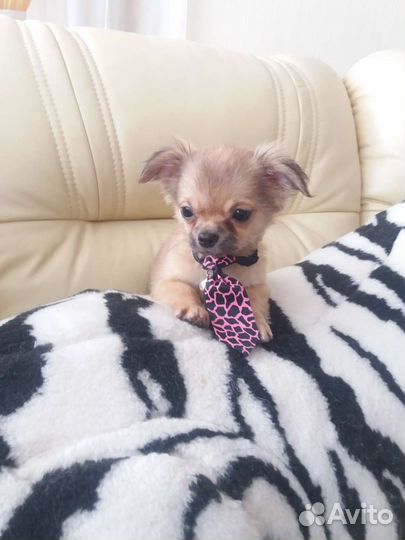 Чихуахуа породные курносые