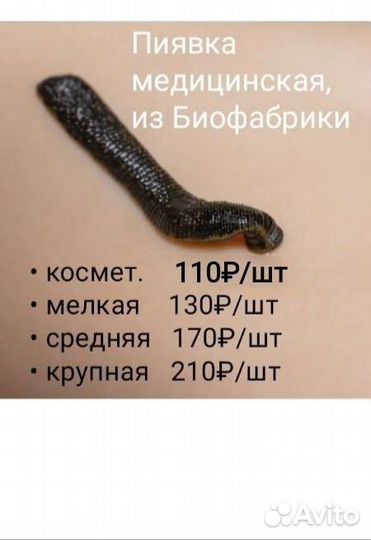 Пиявка