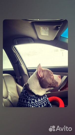 Американский булли вязка